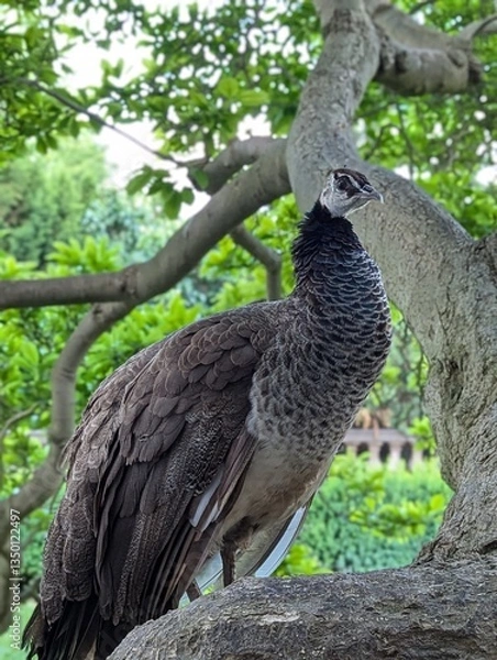 Obraz peacock on the tree