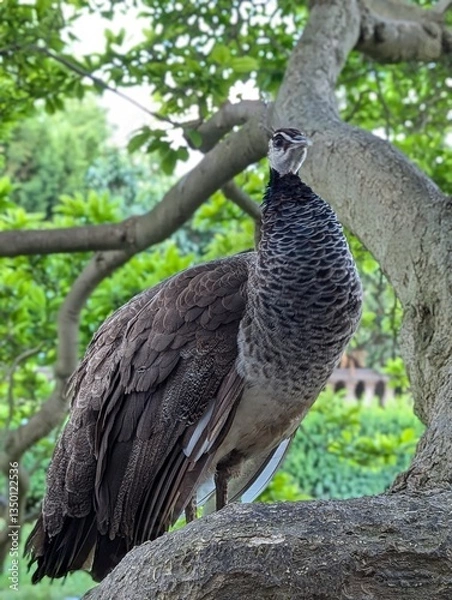 Obraz peacock on the tree