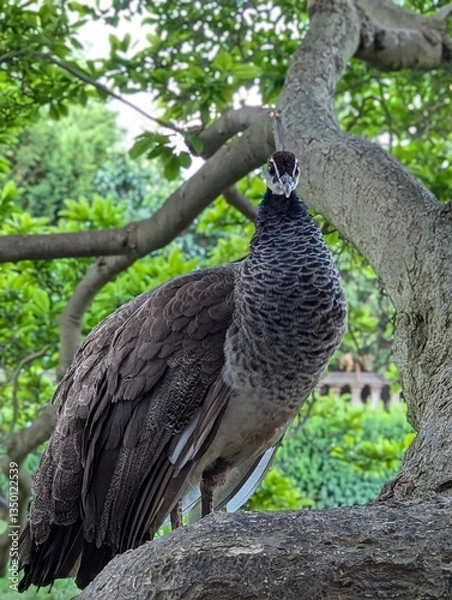 Obraz peacock on the tree