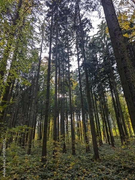 Obraz forest in the morning
