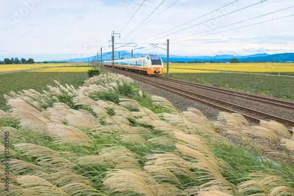 Obraz ススキと羽越本線