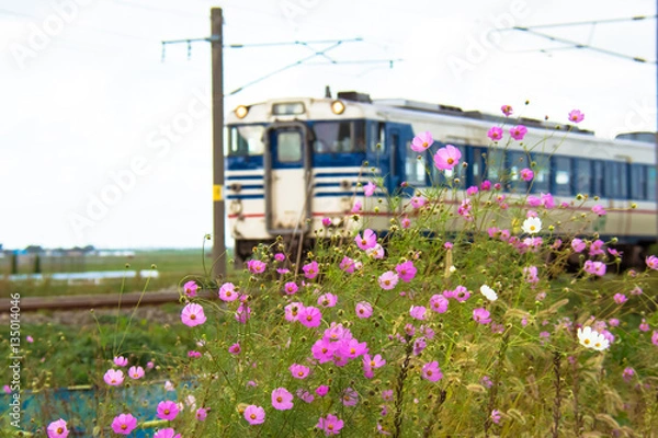 Obraz 秋桜と列車