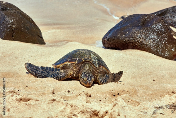 Obraz Sea turtle bathing on beach
