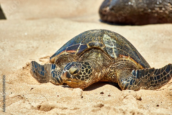 Obraz Sea turtle bathing on beach
