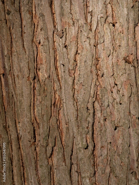 Fototapeta Close Up of Bald Cypress Tree Trunk Bark