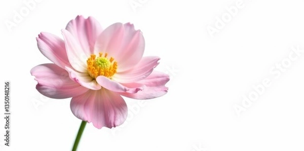 Fototapeta Delicate flower with intricate petals isolated on white background, single, floral, bloom