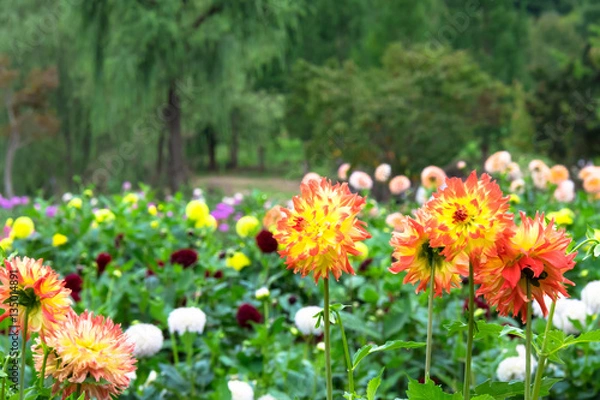 Obraz ダリヤの花壇