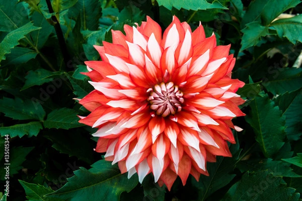 Obraz 紅白のダリア