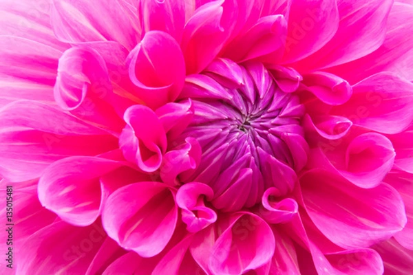 Obraz ピンクのダリア