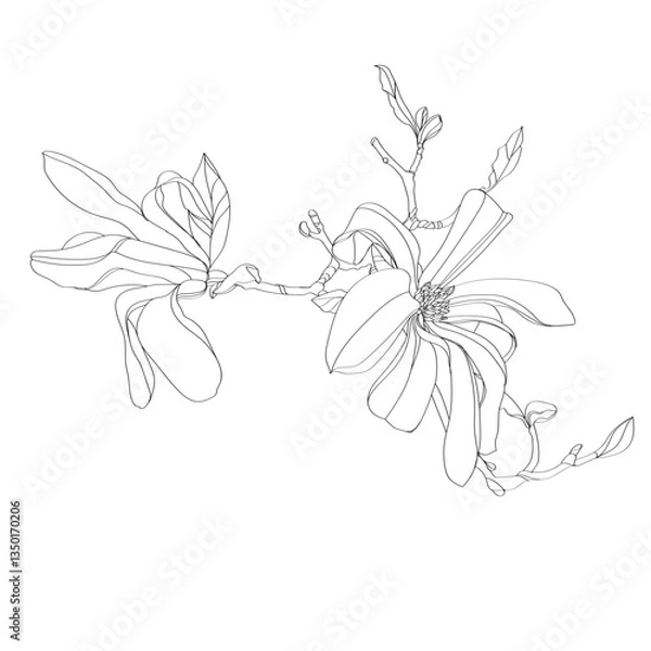 Fototapeta black and white line illustration of magnolia flower on a white background