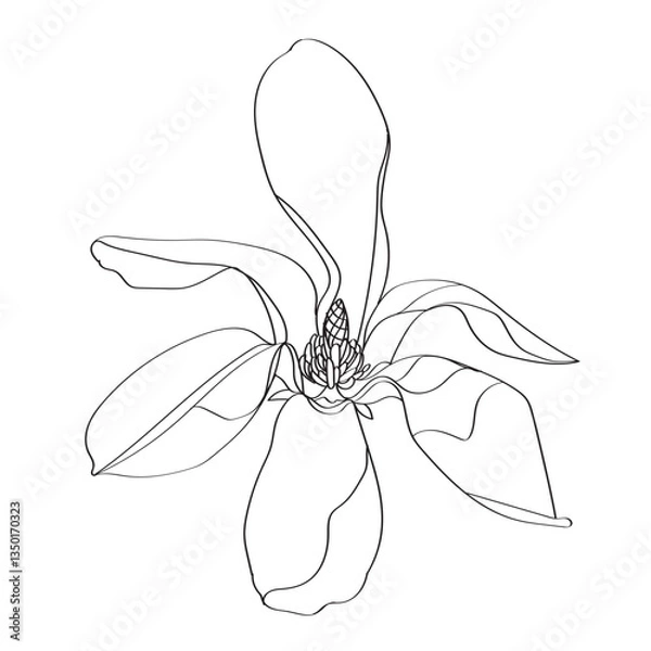 Fototapeta black and white line illustration of magnolia flower on a white background