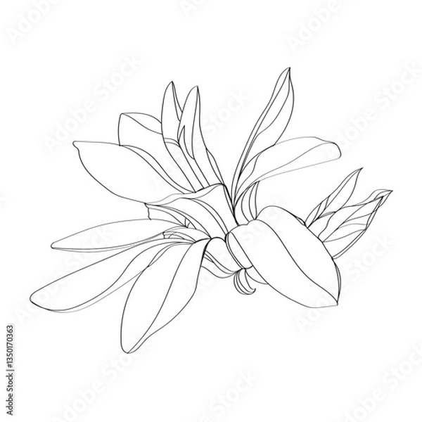 Fototapeta black and white line illustration of magnolia flower on a white background