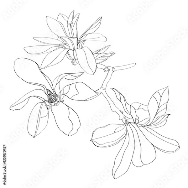 Fototapeta black and white line illustration of magnolia flower on a white background