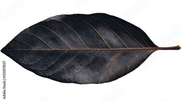 Fototapeta A close-up image of a large, dark green leaf, showcasing its intricate vein patterns and smooth surface.