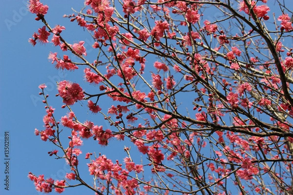 Fototapeta 濃いピンクの梅の花と青空