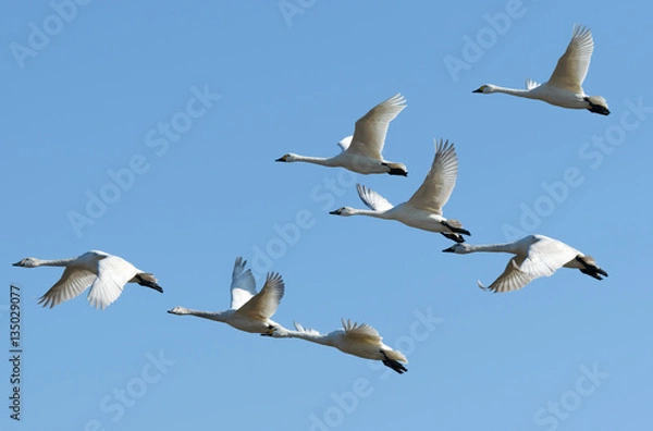 Obraz Łabędź latać