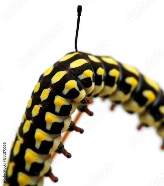 Obraz Close-up of a swallowtail caterpillar on a pure white background, legs, studio shot, wildlife