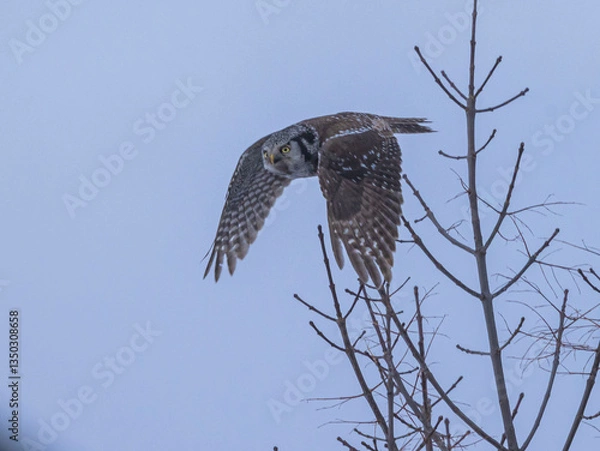 Obraz Hawk Owl In Flight