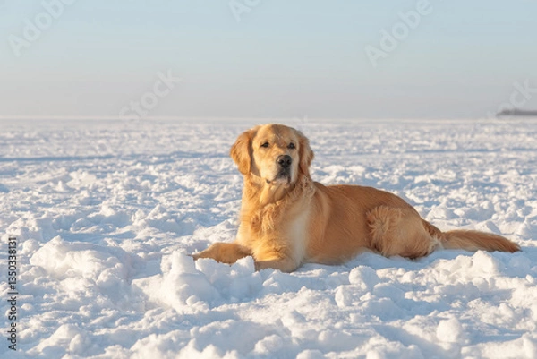 Obraz A golden retriever dog lies in the snow.