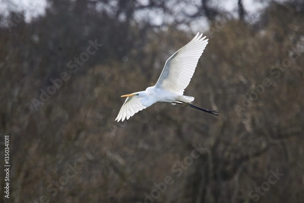 Fototapeta A Great White Egret (Ardea alba) in flight, backlit against a dark background.