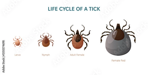 Fototapeta Mite vector illustration. Life cycle of Tick bug. set of Larva, nymph and adult insect. Adult fed bug.