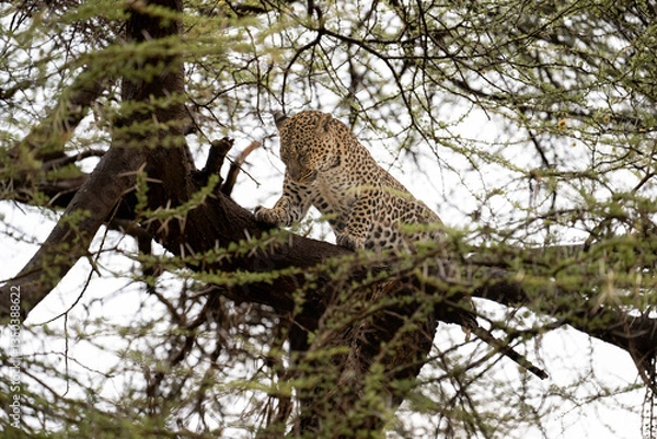 Fototapeta Leopard sits alertly on a high acacia branch, its spotted coat blending seamlessly with the surrounding foliage in the African wilderness