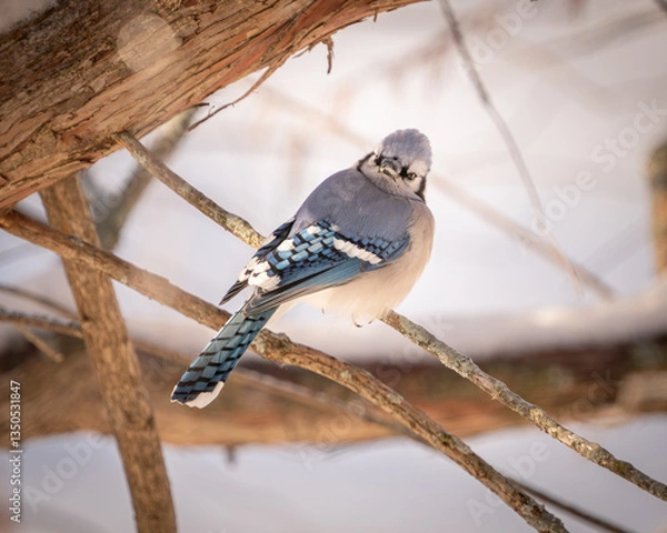 Obraz blue jay on a branch