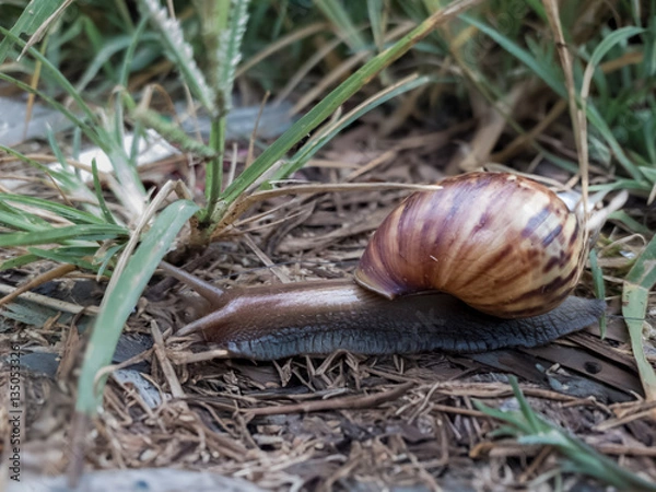 Obraz a snail walks in a garden full of grass
