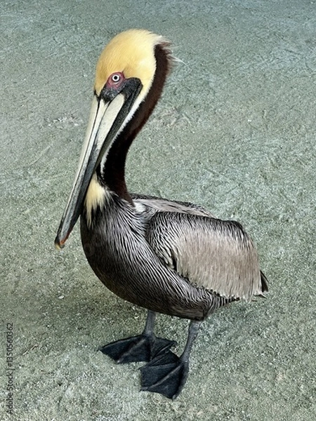 Obraz pelican on the beach