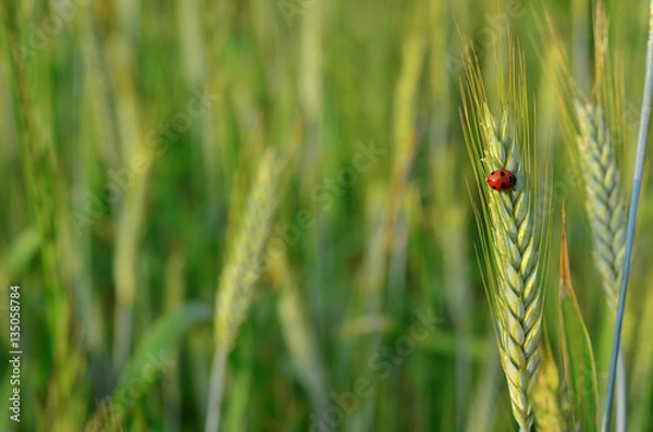 Fototapeta Ladybug on a rye spike in the rye field. Summer background with copy space