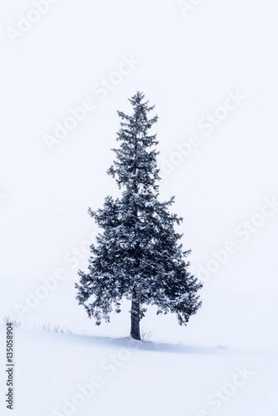 Fototapeta 美瑛町の冬景色