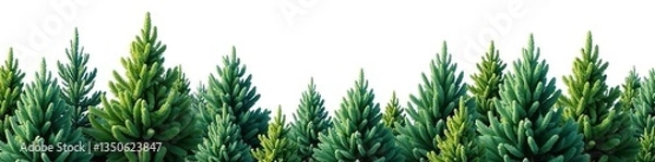 Fototapeta Isolated branches of fir tree on white background, trees, forest