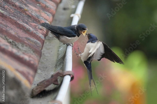 Obraz Hirondelle rustique (Hirundo rustica) - nourrissage