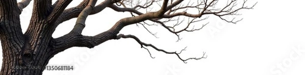 Fototapeta Thick and gnarled branches against a stark white background, wood texture, tree bark