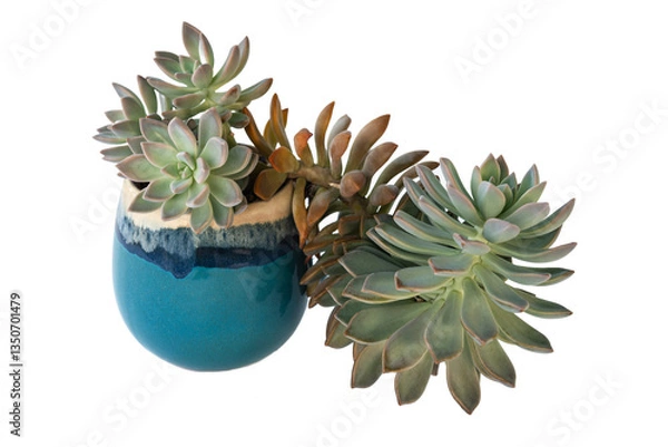 Obraz Ghost plant paraguayense Succulent plant glossy blue ceramic pot pattern isolated in white background
