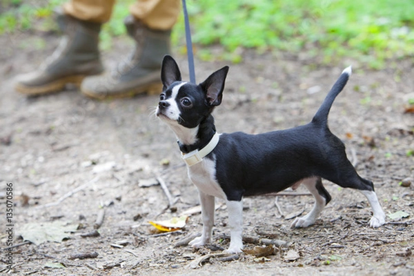 Fototapeta Puppy chihuahua in the summer forest