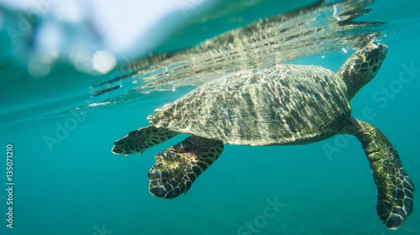 Fototapeta Hawksbill Turtle directly under the surface of the water