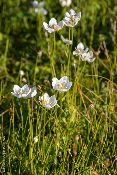 Fototapeta Flora of Chukotka: white flowers of Kotzebue's grass-of-Parnassus (Parnassia kotzebuei), Beringia National Park, Chukotka, Far East of Russia