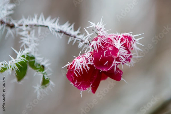 Obraz Kissed by a rose
