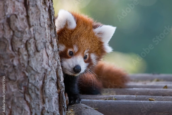 Fototapeta Bébé panda roux en gros plan
