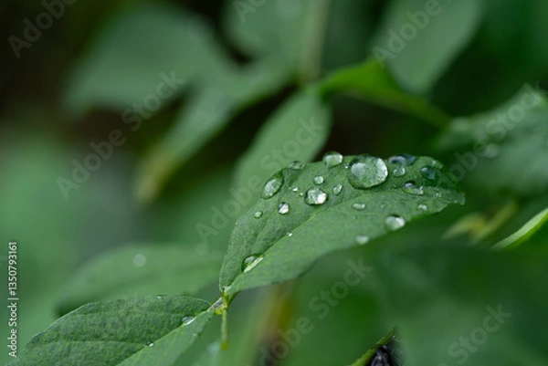 Fototapeta Close-up of green grass with water drops after a rain in the morning