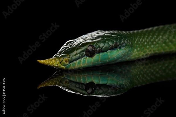 Obraz Green long nosed snake, Rhinoceros Ratsnake isolated on black background with reflection
