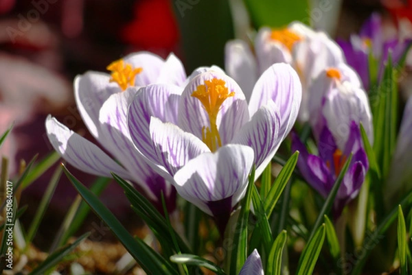 Obraz Spring blossoming of crocuses. Group of large flowers with white petals and the violet drawing on them. Decoration of a flower bed.