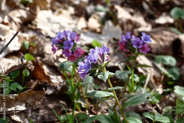 Obraz On a glade in forest  the modest wild pulmonaria has densely expanded.