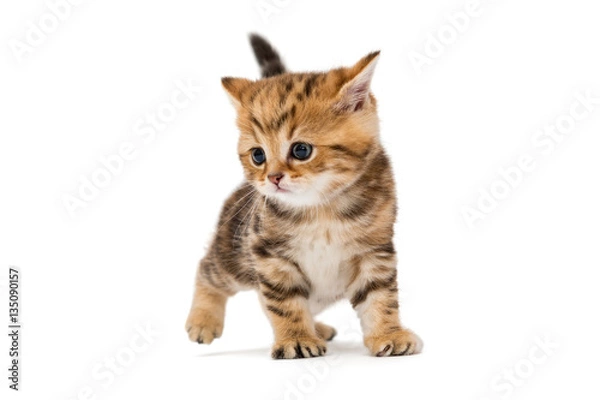 Obraz Small striped kitten breed British marble
