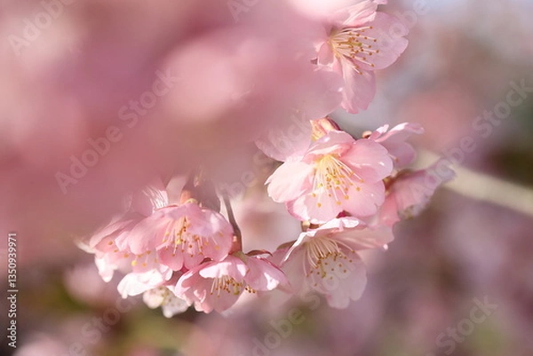 Fototapeta 満開の河津桜