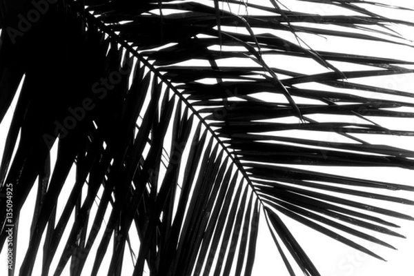 Fototapeta Palm tree abstract 