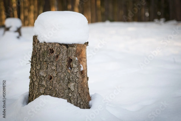 Fototapeta Tree stump covered with snow