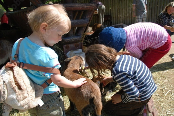 Obraz Petting Zoo