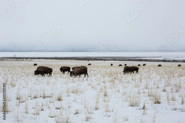 Fototapeta Bison on a background of mountains and "the Great Salt Lake." Utah, Park "Antelope Island"
